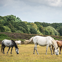 New Forest